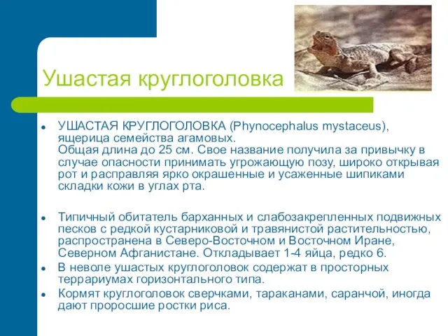 Ушастая круглоголовка УШАСТАЯ КРУГЛОГОЛОВКА (Phynocephalus mystaceus), ящерица семейства агамовых. Общая длина до