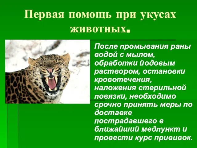 Первая помощь при укусах животных. После промывания раны водой с мылом, обработки