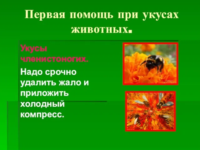 Первая помощь при укусах животных. Укусы членистоногих. Надо срочно удалить жало и приложить холодный компресс.