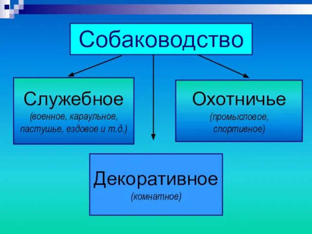 Собаководство Служебное (военное, караульное, пастушье, ездовое и т.д.) Охотничье (промысловое, спортивное) Декоративное (комнатное)