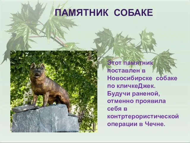 ПАМЯТНИК СОБАКЕ Этот памятник поставлен в Новосибирске собаке по кличкеДжек. Будучи раненой,