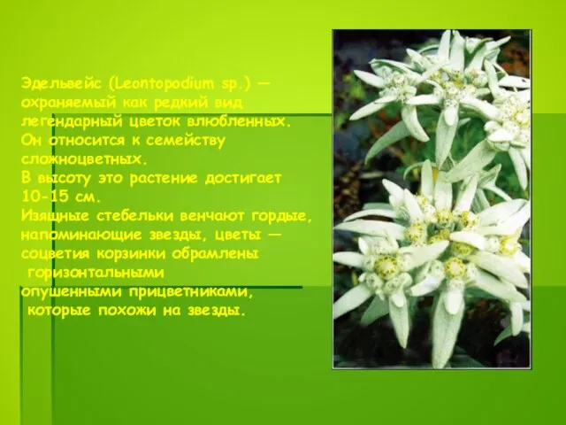 Эдельвейс (Leontopodium sp.) — охраняемый как редкий вид легендарный цветок влюбленных. Он