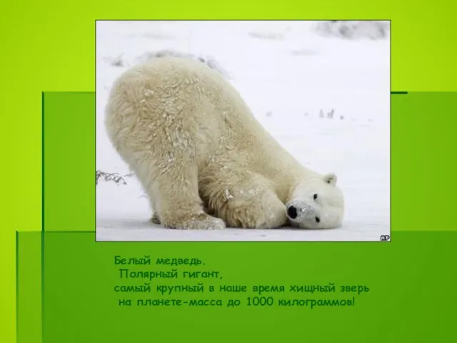 Белый медведь. Полярный гигант, самый крупный в наше время хищный зверь на планете-масса до 1000 килограммов!