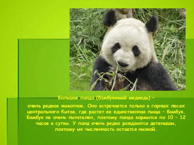 Большая панда (бамбуковый медведь) – очень редкое животное. Оно встречается только в