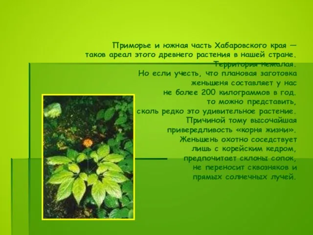 Приморье и южная часть Хабаровского края — таков ареал этого древнего растения