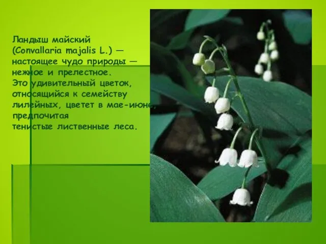 Ландыш майский (Convallaria majalis L.) — настоящее чудо природы — нежное и