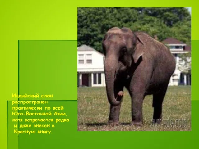 Индийский слон распространен практически по всей Юго-Восточной Азии, хотя встречается редко и