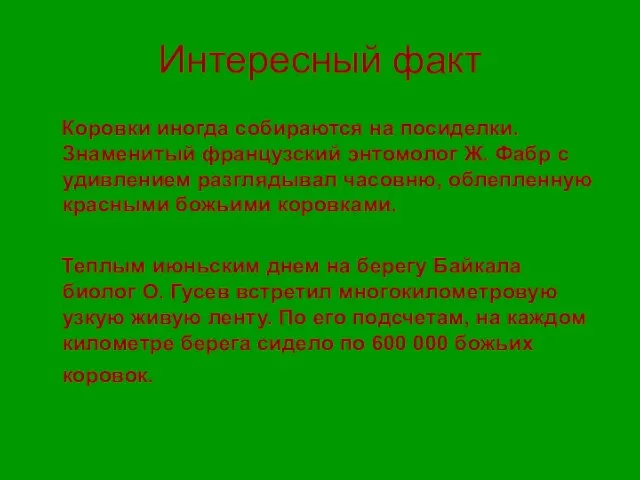 Интересный факт Коровки иногда собираются на посиделки. Знаменитый французский энтомолог Ж. Фабр