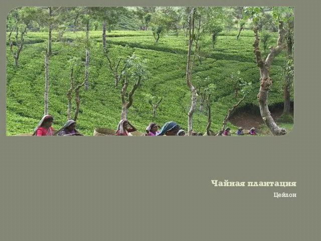 Чайная плантация Цейлон