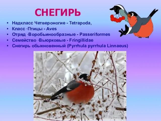 СНЕГИРЬ Надкласс Четвероногие - Tetrapoda, Класс ·Птицы - Aves Отряд ·Воробьинообразные -