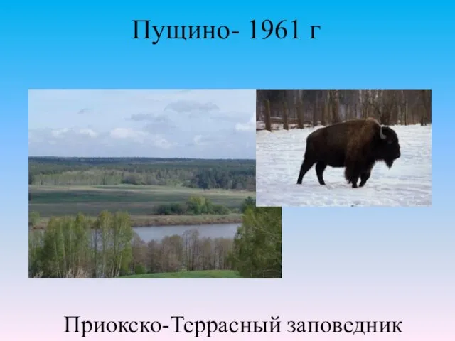 Приокско-Террасный заповедник Пущино- 1961 г