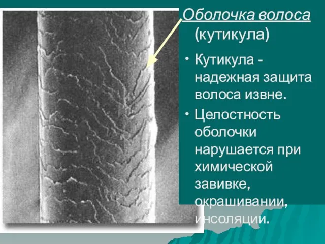 Оболочка волоса (кутикула) Кутикула - надежная защита волоса извне. Целостность оболочки нарушается