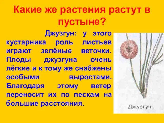 Какие же растения растут в пустыне? Джузгун: у этого кустарника роль листьев