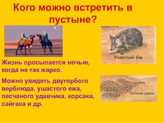 Кого можно встретить в пустыне? Жизнь просыпается ночью, когда не так жарко.