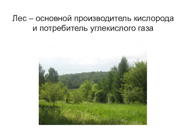 Лес – основной производитель кислорода и потребитель углекислого газа