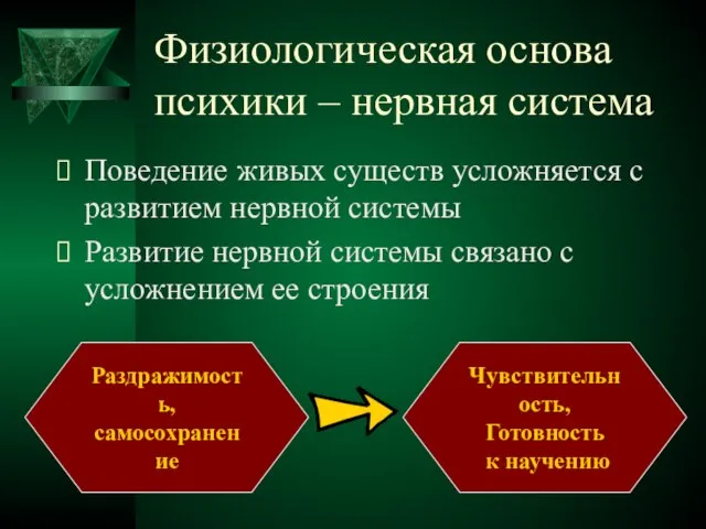 Физиологическая основа психики – нервная система Поведение живых существ усложняется с развитием