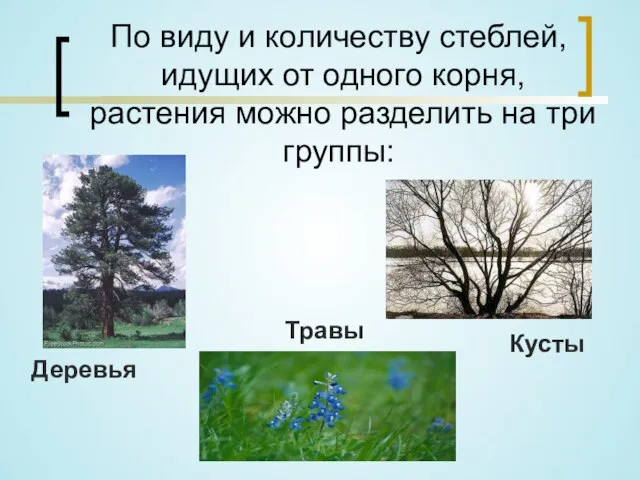 По виду и количеству стеблей, идущих от одного корня, растения можно разделить