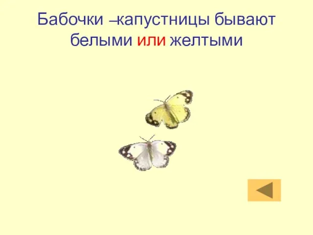 Бабочки –капустницы бывают белыми или желтыми
