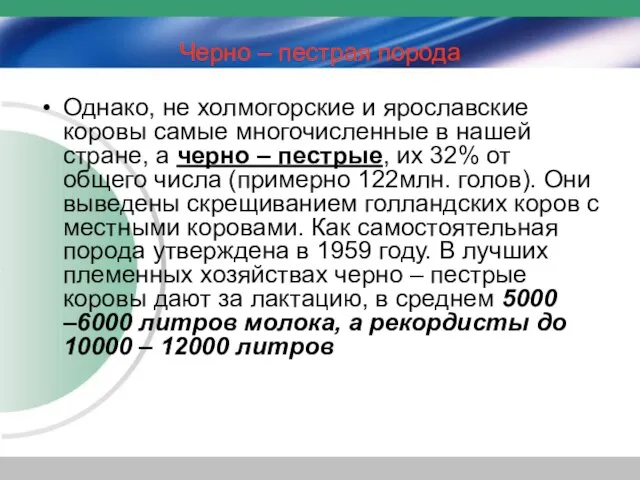 Черно – пестрая порода Однако, не холмогорские и ярославские коровы самые многочисленные