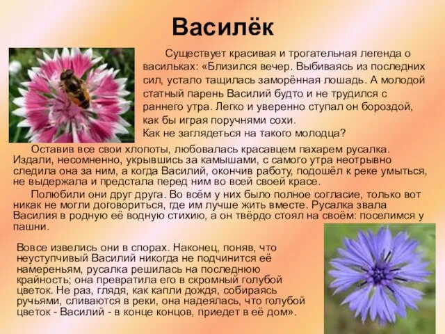 Василёк Оставив все свои хлопоты, любовалась красавцем пахарем русалка. Издали, несомненно, укрывшись