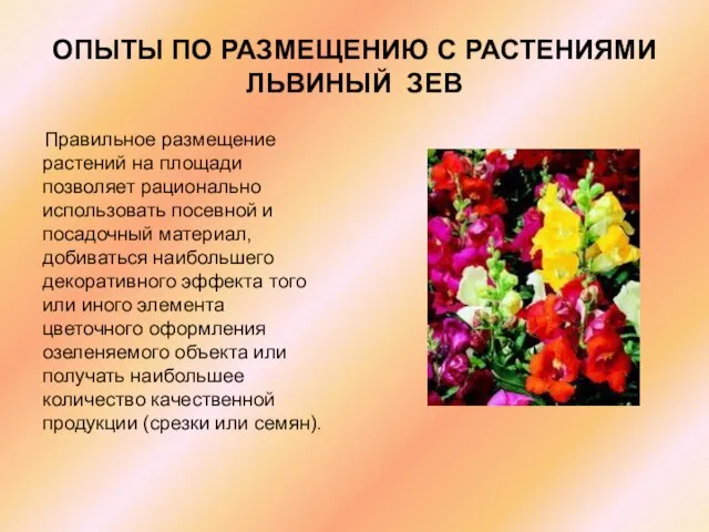 ОПЫТЫ ПО РАЗМЕЩЕНИЮ С РАСТЕНИЯМИ ЛЬВИНЫЙ ЗЕВ Правильное размещение растений на площади