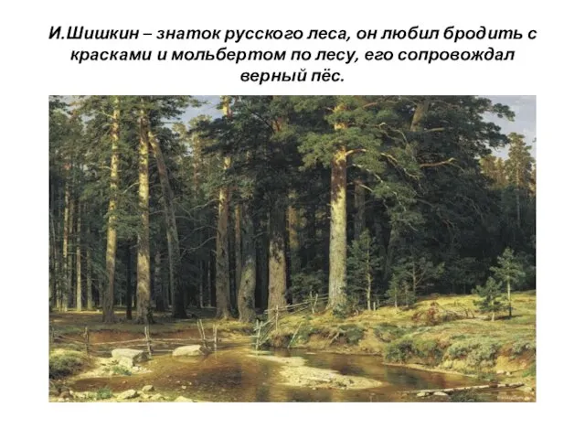 И.Шишкин – знаток русского леса, он любил бродить с красками и мольбертом