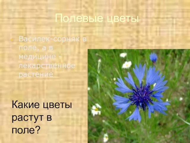 Полевые цветы Василек-сорняк в поле, а в медицине - лекарственное растение Какие цветы растут в поле?