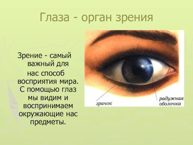 Глаза - орган зрения Зрение - самый важный для нас способ восприятия