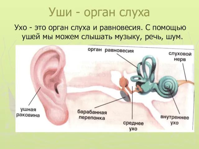 Уши - орган слуха Ухо - это орган слуха и равновесия. С
