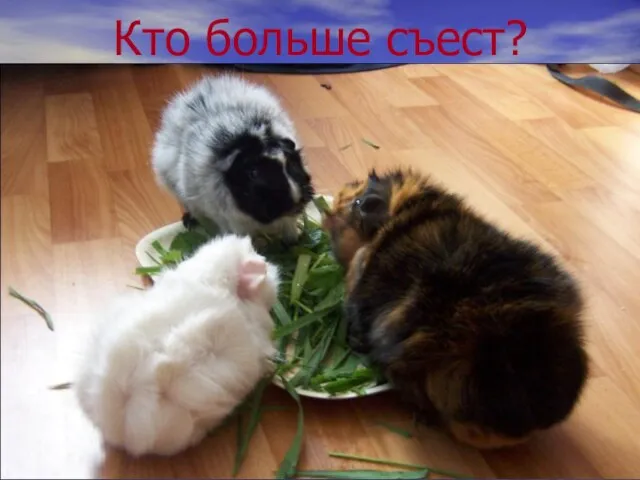 Кто больше съест?