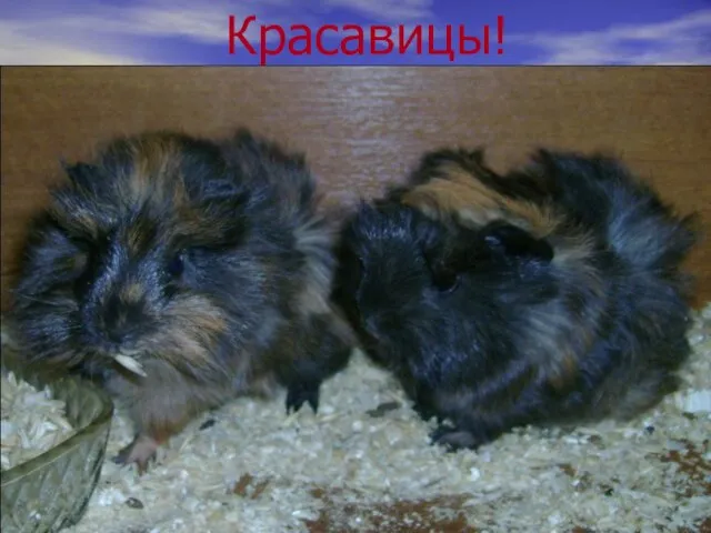 Красавицы!