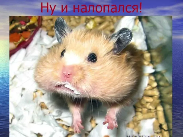 Ну и налопался!