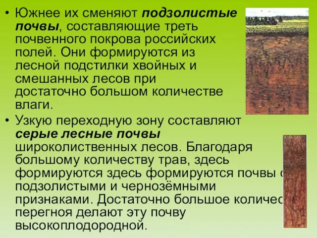 Южнее их сменяют подзолистые почвы, составляющие треть почвенного покрова российских полей. Они