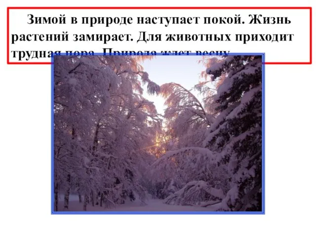 Зимой в природе наступает покой. Жизнь растений замирает. Для животных приходит трудная пора. Природа ждет весну.