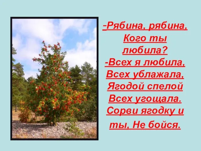 -Рябина, рябина, Кого ты любила? -Всех я любила, Всех ублажала, Ягодой спелой