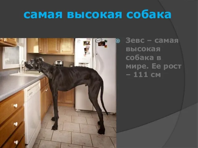 самая высокая собака Зевс – самая высокая собака в мире. Ее рост – 111 см