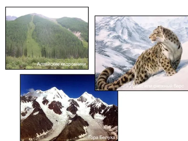 Алтайские кедровники Ирбис или снежный барс Гора Белуха