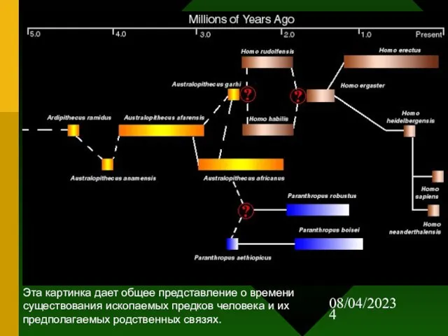 08/04/2023 Эта картинка дает общее представление о времени существования ископаемых предков человека