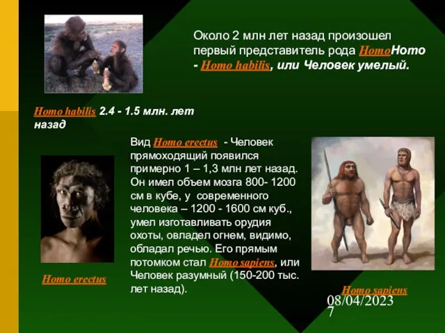 08/04/2023 Homo habilis 2.4 - 1.5 млн. лет назад Около 2 млн