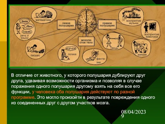 08/04/2023 В отличие от животного, у которого полушария дублируют друг друга, удваивая