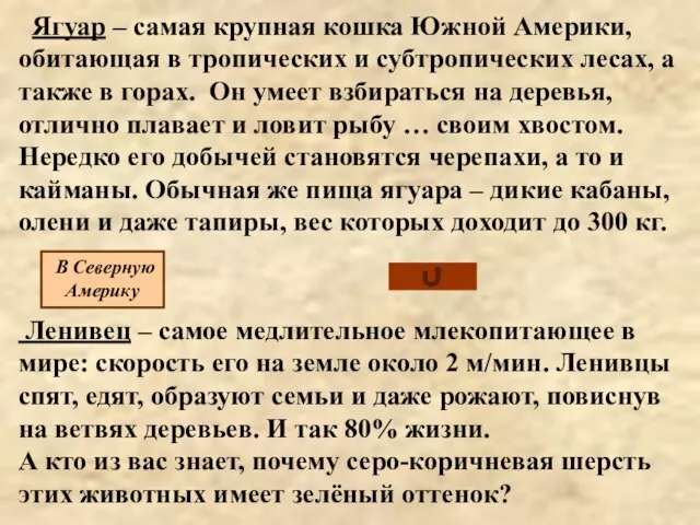 Ягуар – самая крупная кошка Южной Америки, обитающая в тропических и субтропических