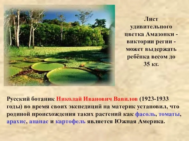 Лист удивительного цветка Амазонки - виктории регии - может выдержать ребёнка весом