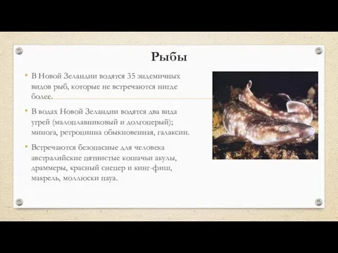 Рыбы В Новой Зеландии водятся 35 эндемичных видов рыб, которые не встречаются