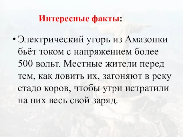 Электрический угорь из Амазонки бьёт током с напряжением более 500 вольт. Местные