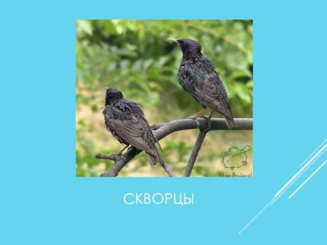 СКВОРЦЫ