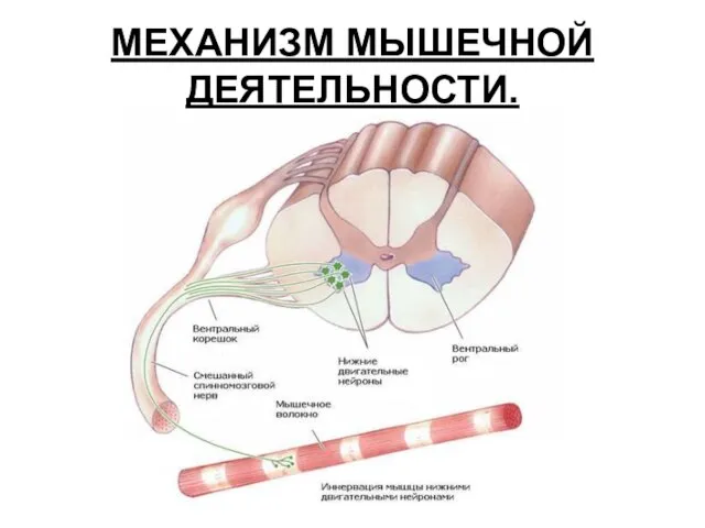 МЕХАНИЗМ МЫШЕЧНОЙ ДЕЯТЕЛЬНОСТИ.