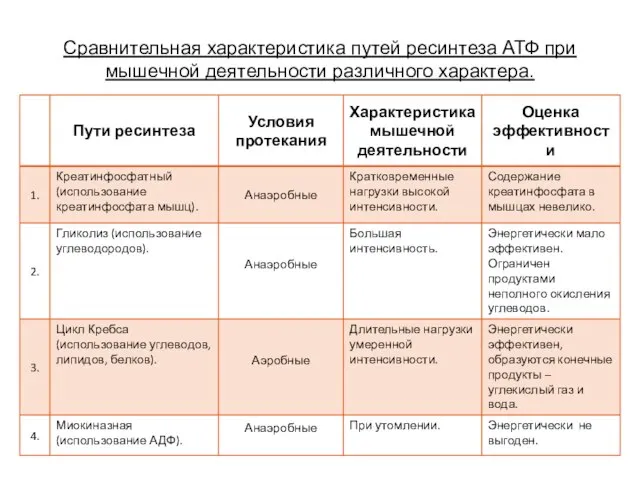 Сравнительная характеристика путей ресинтеза АТФ при мышечной деятельности различного характера.