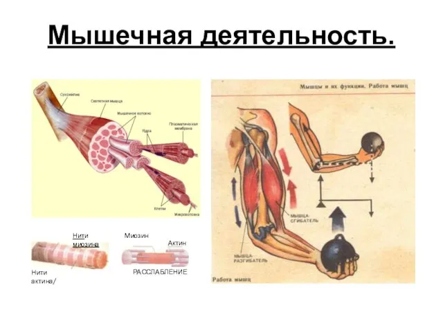 Мышечная деятельность.