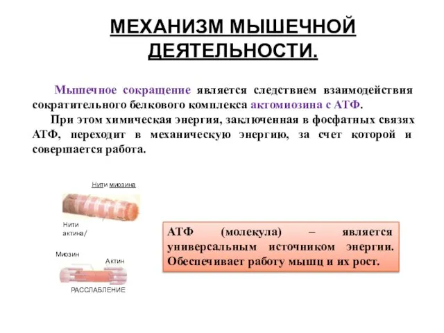 МЕХАНИЗМ МЫШЕЧНОЙ ДЕЯТЕЛЬНОСТИ. Мышечное сокращение является следствием взаимодействия сократительного белкового комплекса актомиозина