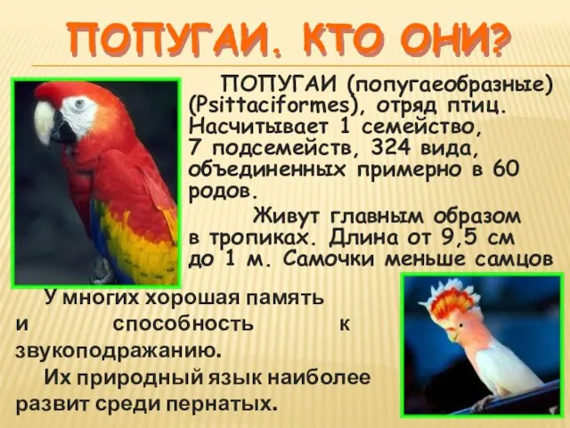 Попугаи. Кто они? ПОПУГАИ (попугаеобразные) (Psittaciformes), отряд птиц. Насчитывает 1 семейство, 7